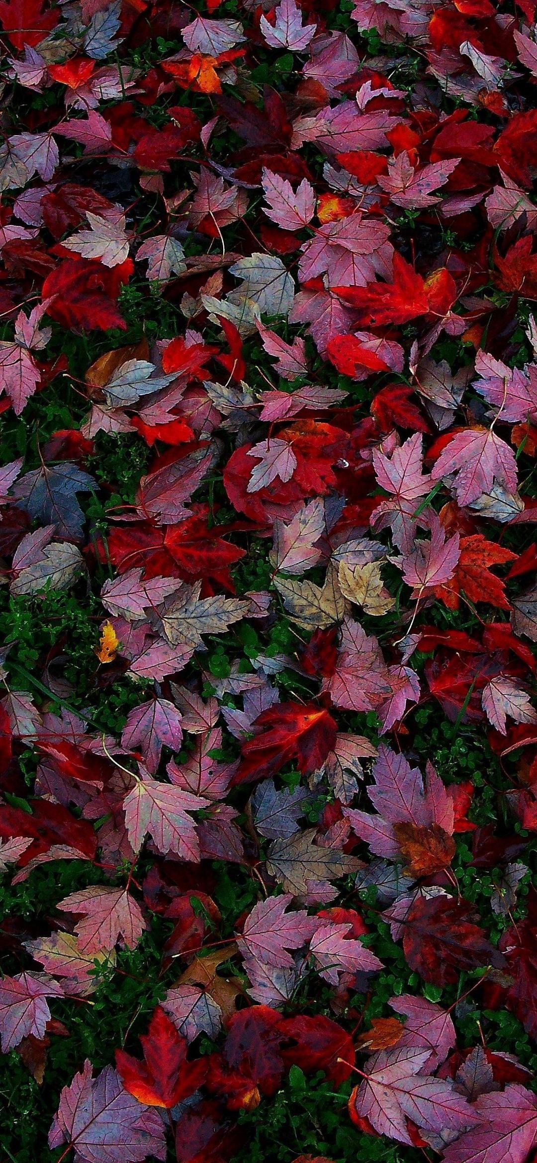 Nanis Bocanegra photo