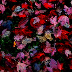 Nanis Bocanegra photo