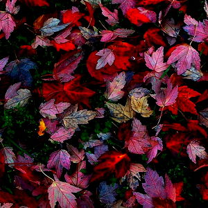 Nanis Bocanegra photo