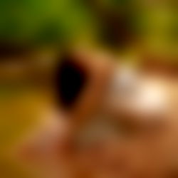 B r i t t a n y R o s e photo