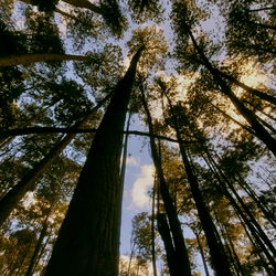 Marcelo Goulart photo