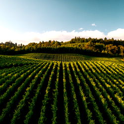 Harlow Kennedy photo