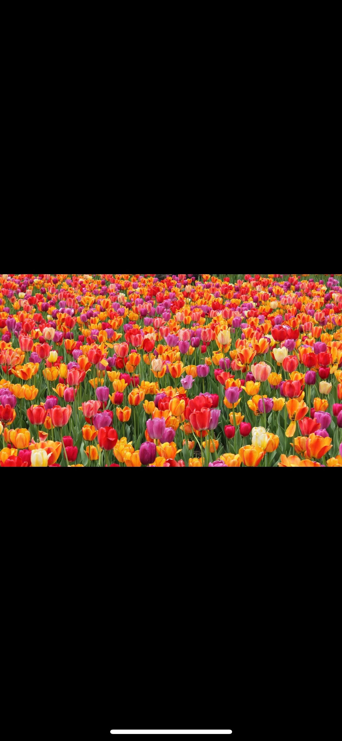 🥀 belle 🥀 photo