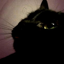 A Mysterious Black Cat with Glowing Eyes