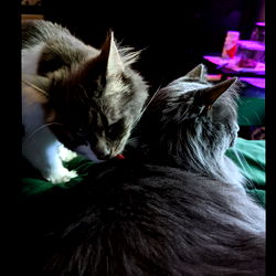 slightly sultry photo