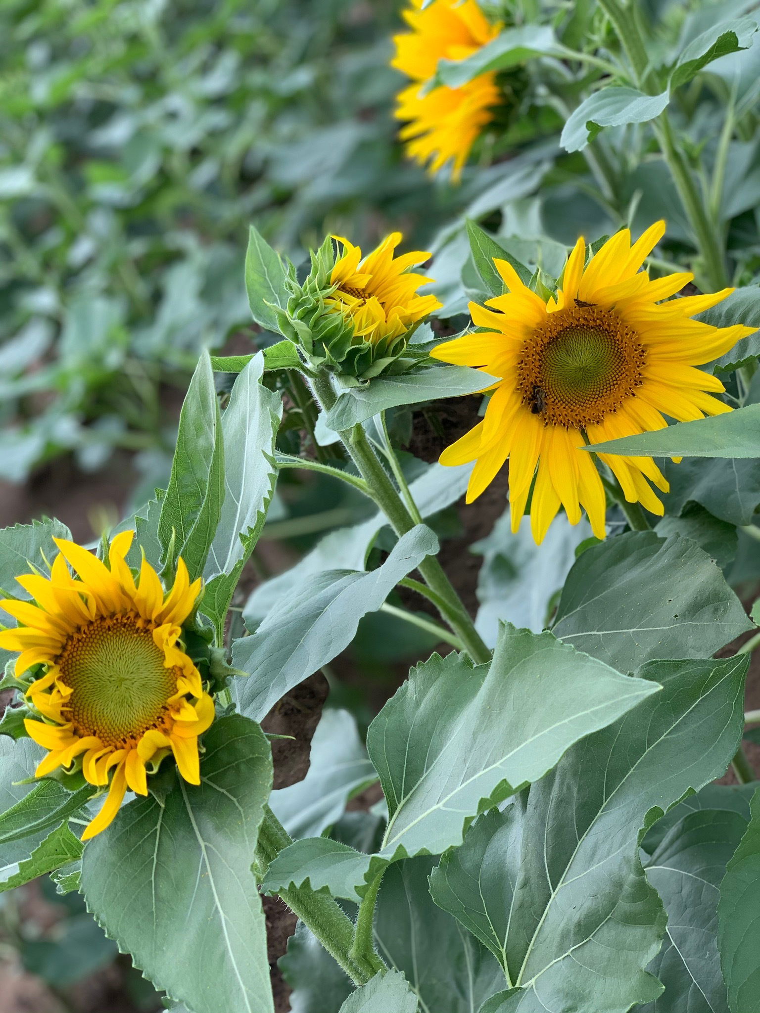 Cosmic Mistress photo