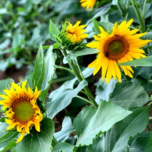 Cosmic Mistress photo