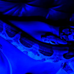 Ariel 🐬🦑 photo