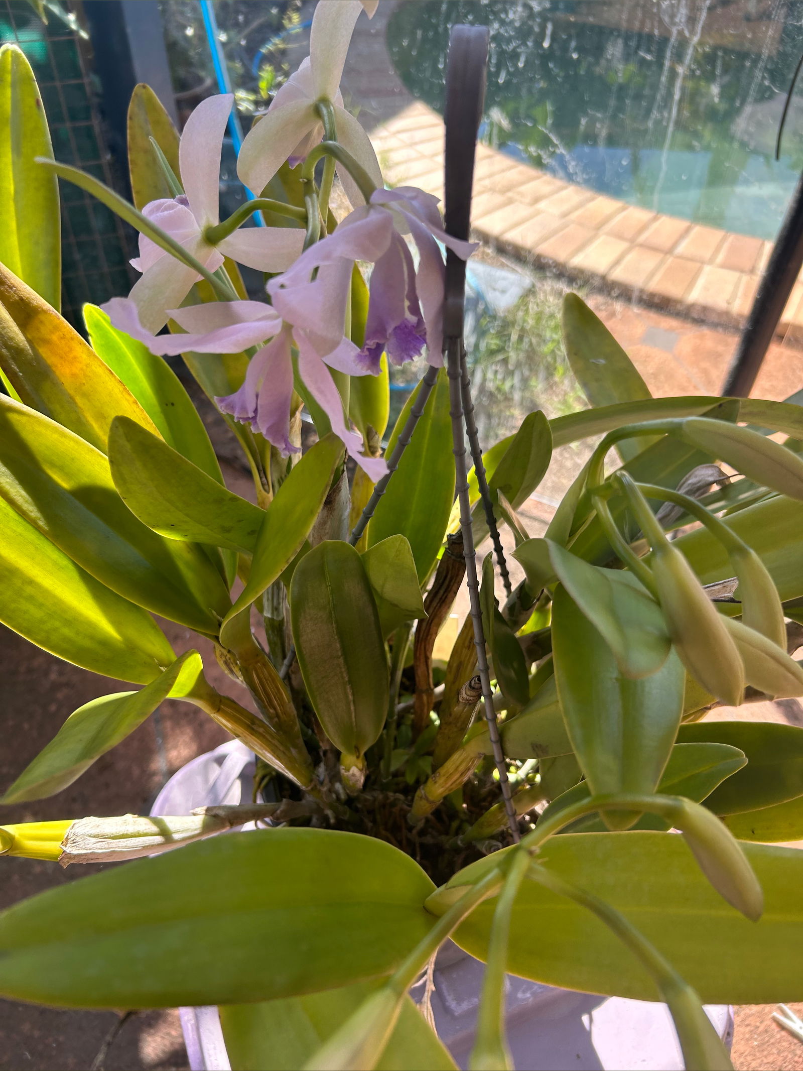 Elijah Charles photo