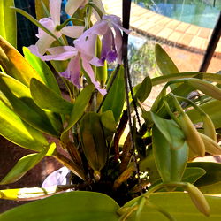 Elijah Charles photo