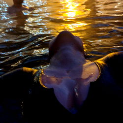 Aia Rodata in Swimming Pool