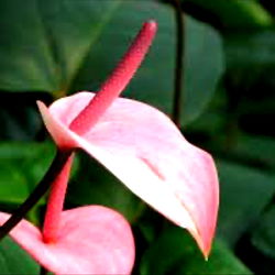 Anastasia❤️ photo