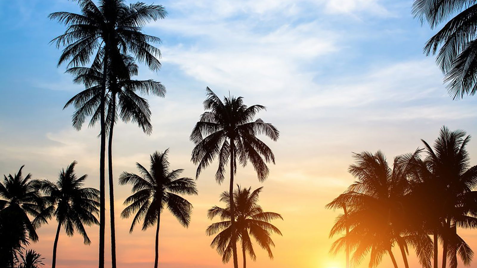 The Mandingo Club XXX VIP PREMIUM!! photo