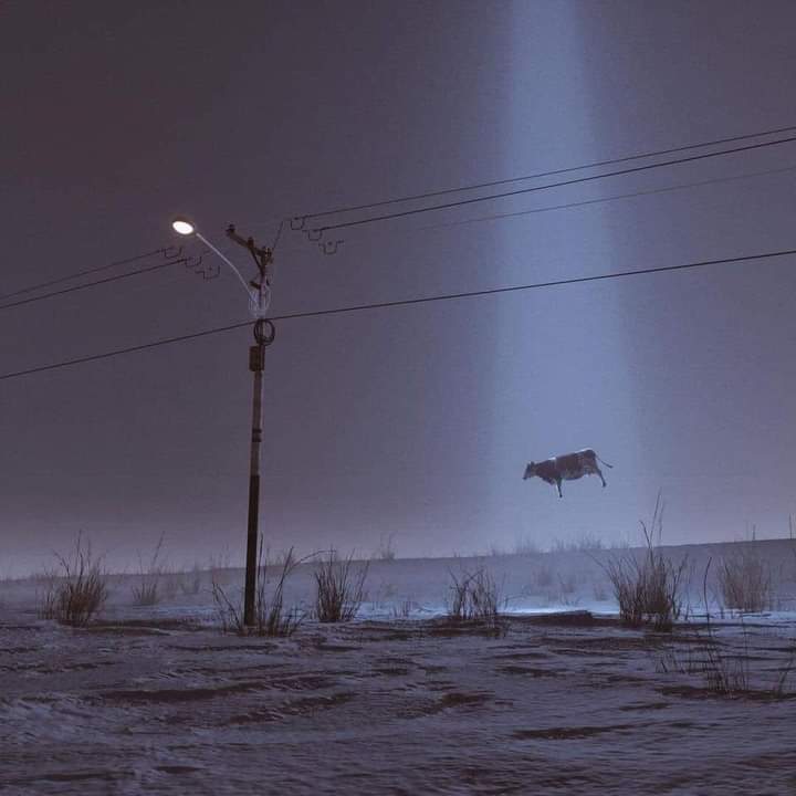 Scournful Pigeon photo