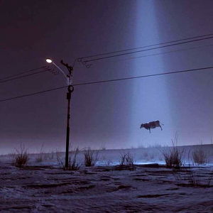 Scournful Pigeon photo