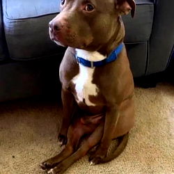 Chicago Style Deep Dish Pizza Recipe