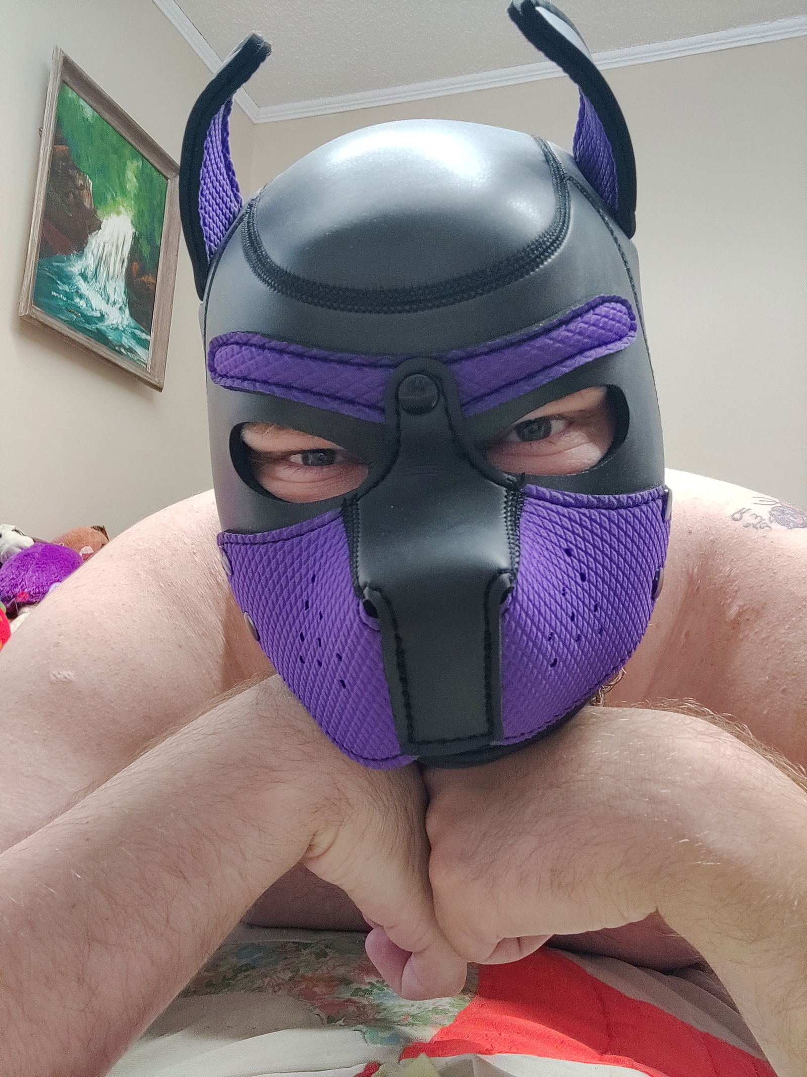 Pup Lace photo