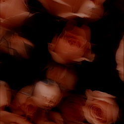 Jinx &amp; Fenix photo