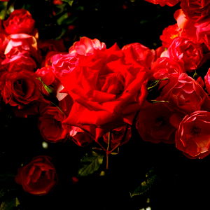 ยงcarlet ๐ฅ photo