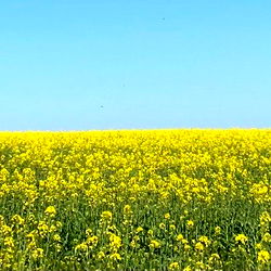 Amarita Franchetti photo