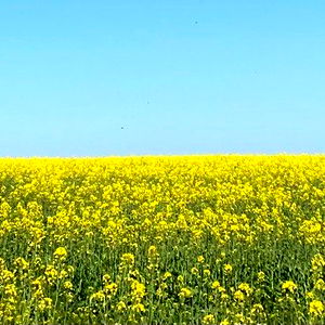 Amarita Franchetti photo