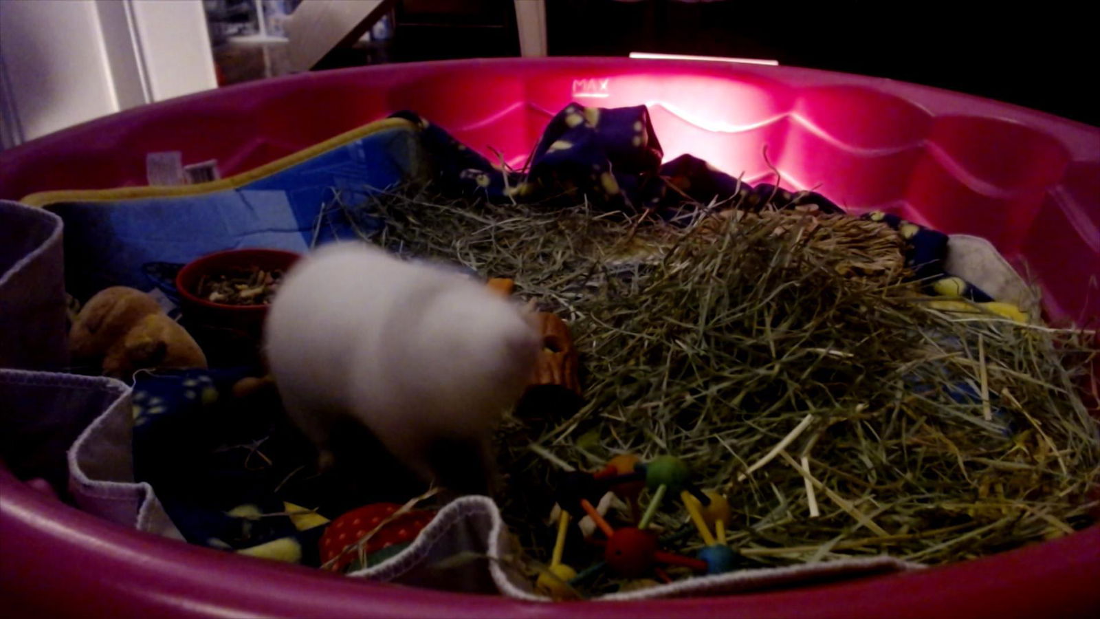 Kisa the streaming Guinea Pig photo