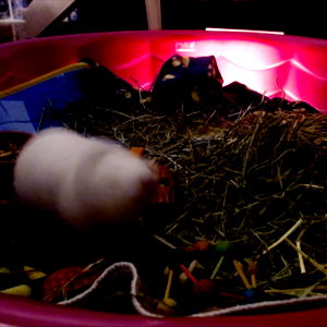 Kisa the streaming Guinea Pig photo