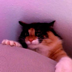 Ginger &amp; Mister photo