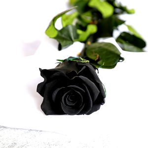 Jasmine Rodriguez photo