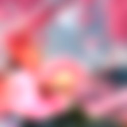 ๐ธ ๐โจ๐ข๐ช๐ด๐พ๐ป๐ช ๐๐ธ๐ธ๐ท ๐ธ ๐โจ photo