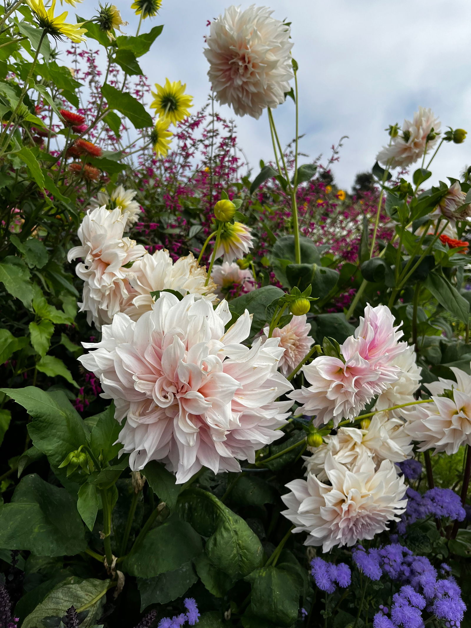 Katanious ♥️ photo