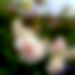 Katanious โฅ๏ธ photo