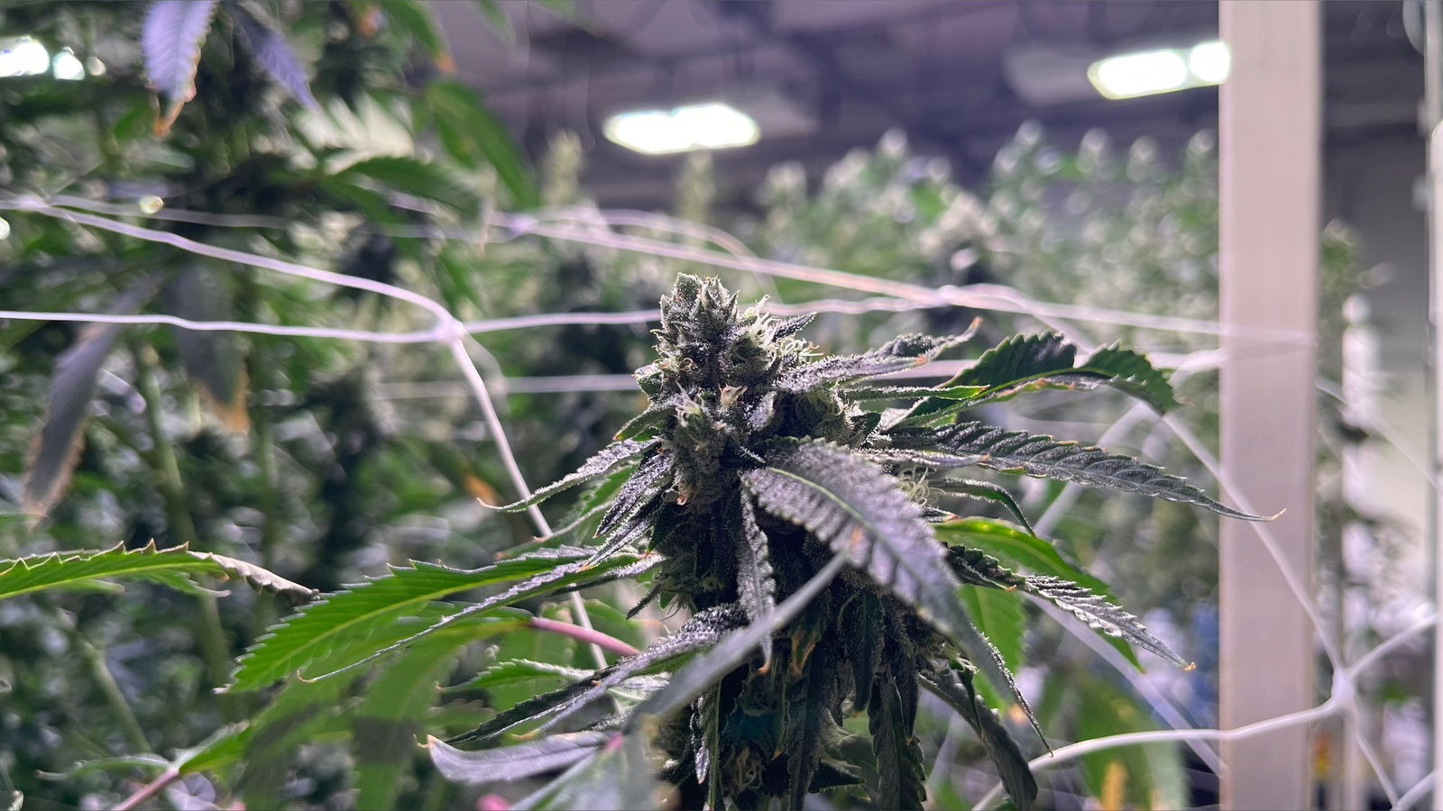 Kaya Rose 🏳️‍⚧️ photo