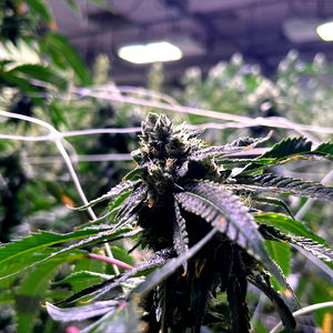 Kaya Rose ๐ณ๏ธโโง๏ธ photo