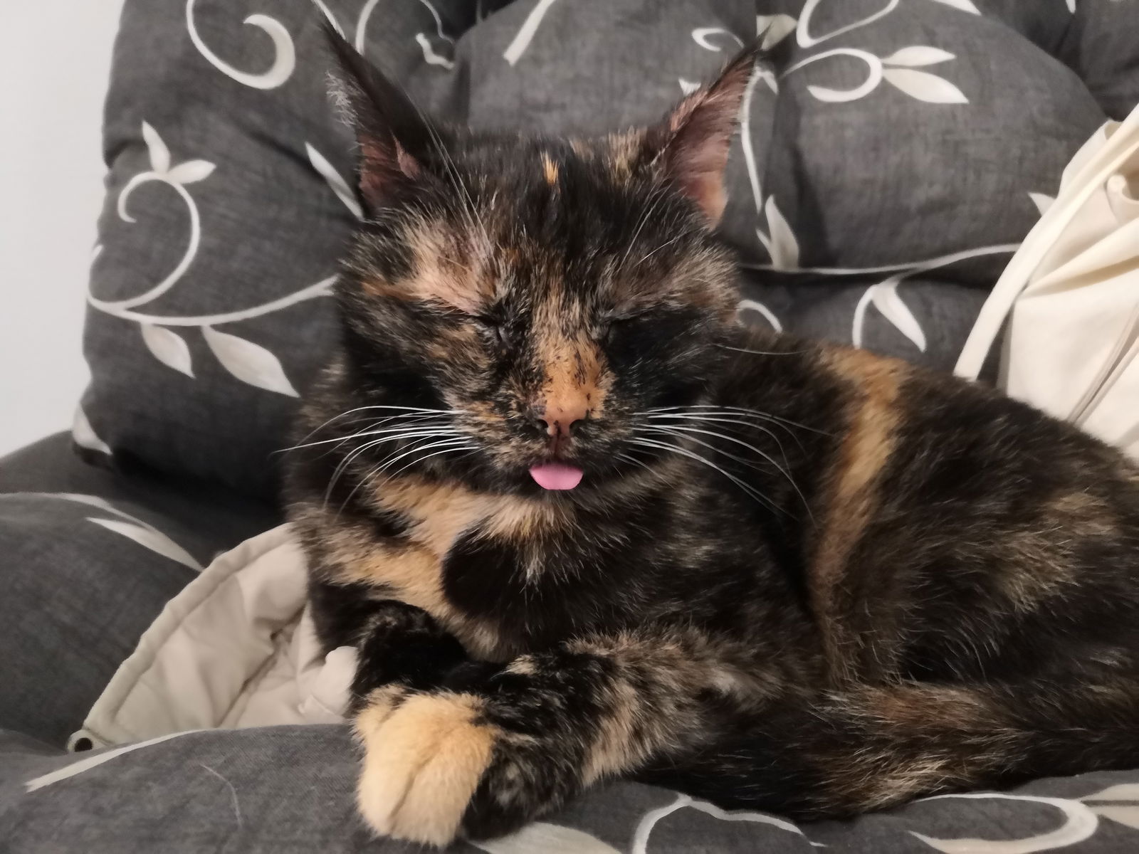 Ann and the cats photo