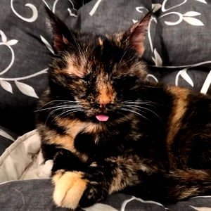 Ann and the cats photo