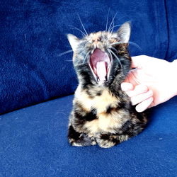 Introducing Ann, a Polish OnlyFans Model with Her Cat