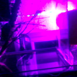 Freak on a leash photo