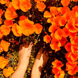 Vibrant Flower Field with Barefoot Model