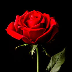 A Rose, a Symbol of Love and Passion