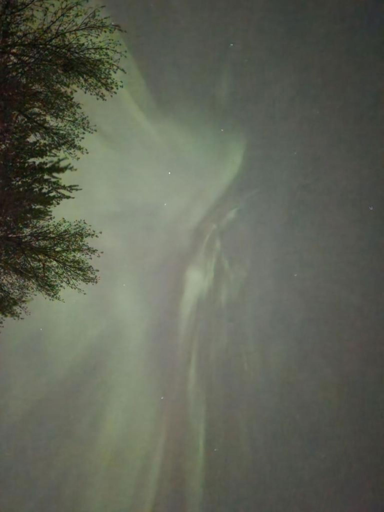 KittensPlayWorld photo