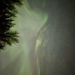 KittensPlayWorld photo