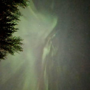 KittensPlayWorld photo